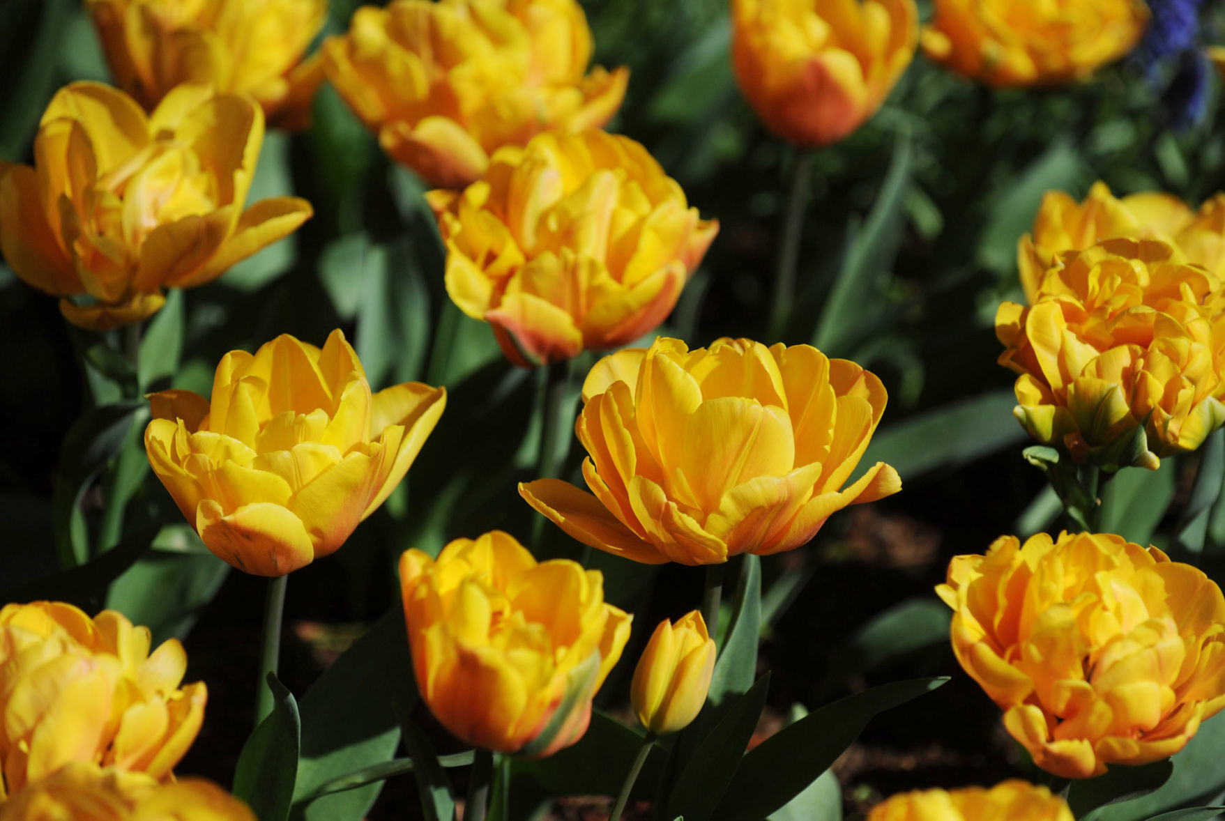 Roozengaarde Tulips